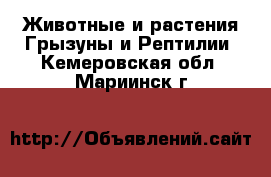 Животные и растения Грызуны и Рептилии. Кемеровская обл.,Мариинск г.